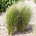 Stipa tenuissima Pony Tails (Iarba mexicana-Coada de ponei) C1.5